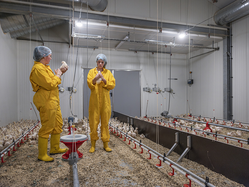 Studenten van Aeres MBO Barneveld inspecteren kuikens