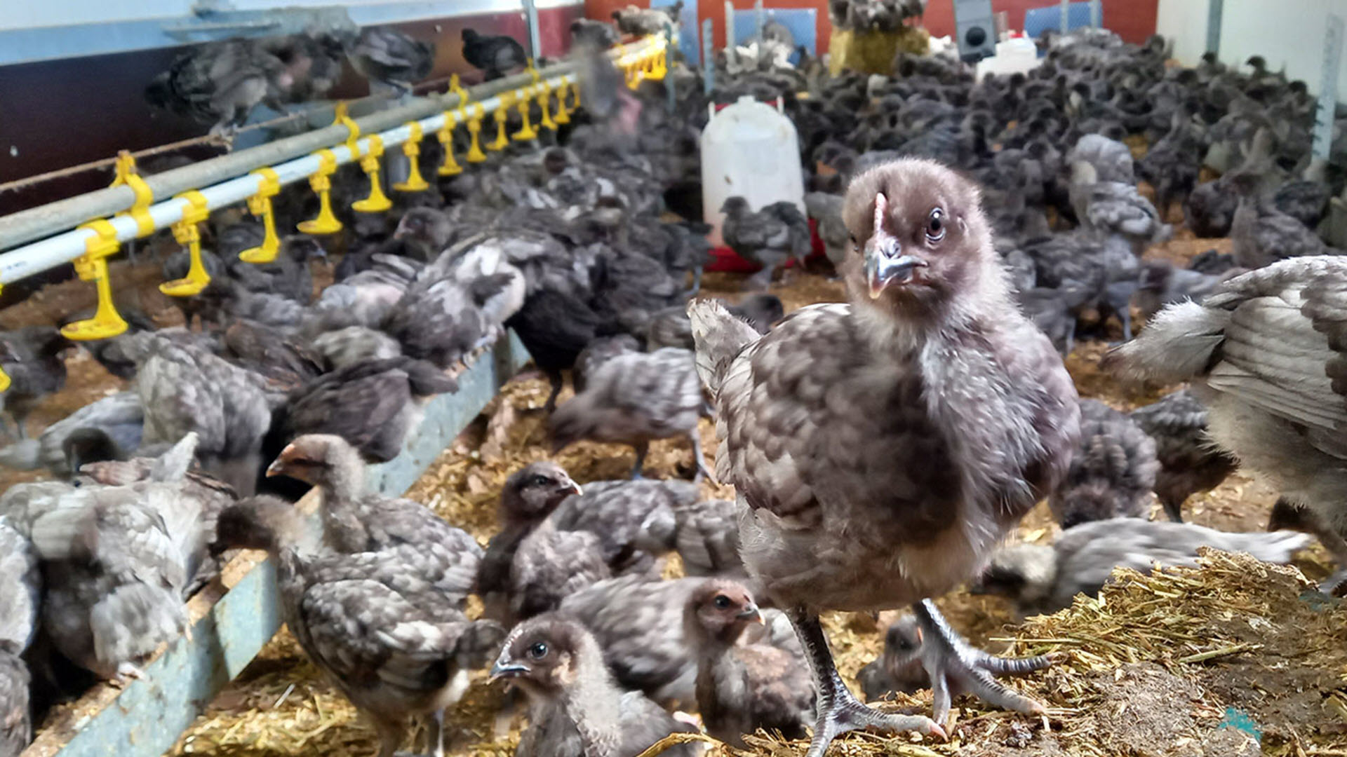 Symposium Dubbeldoelkippen Sasso kuikens