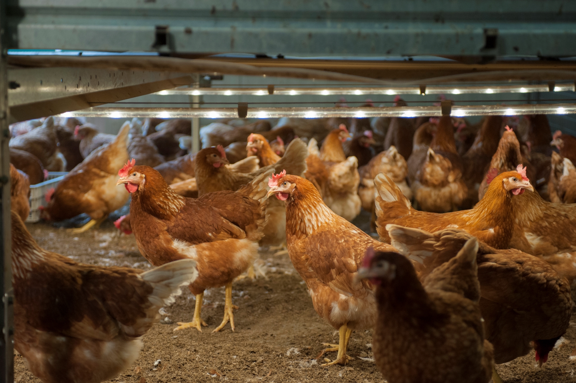 Kippen in een stal