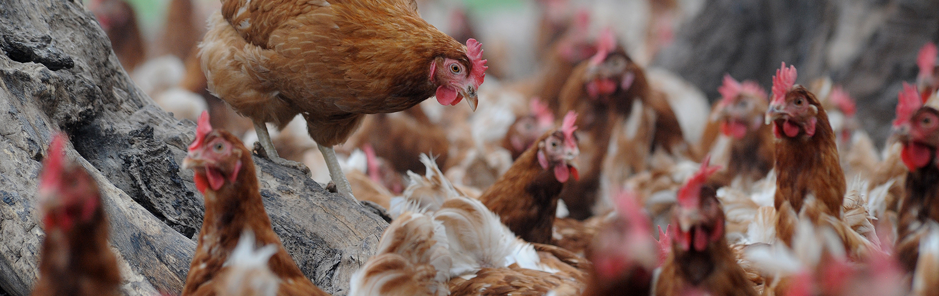 Kippen van Rondeel Barneveld