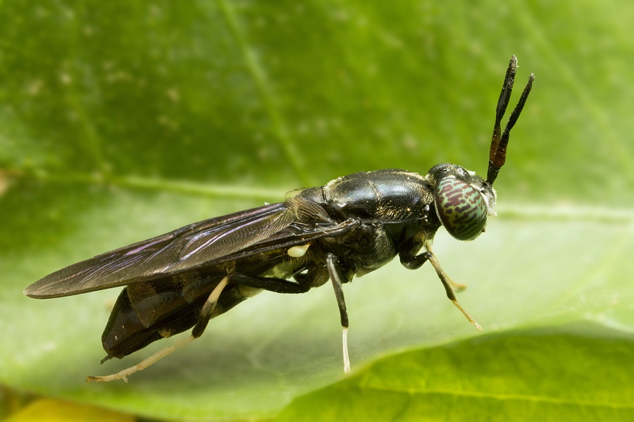 Black Soldier Fly