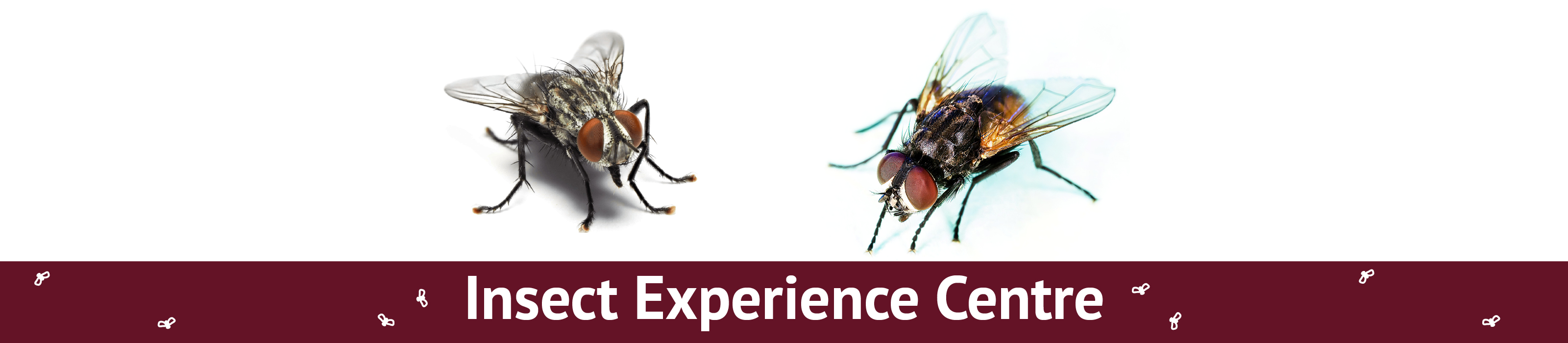 Insect Experience Centre