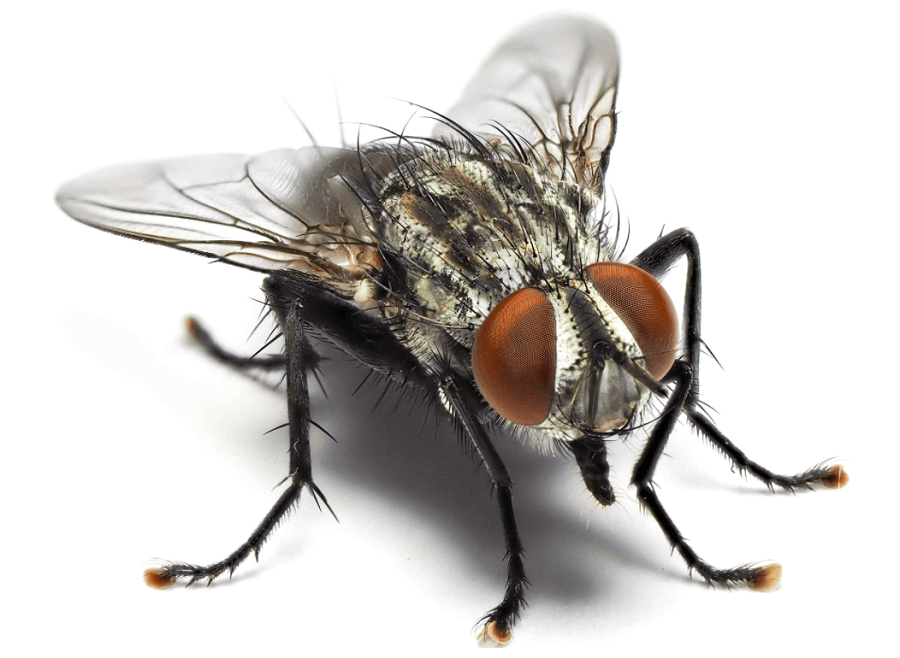 Vlieg