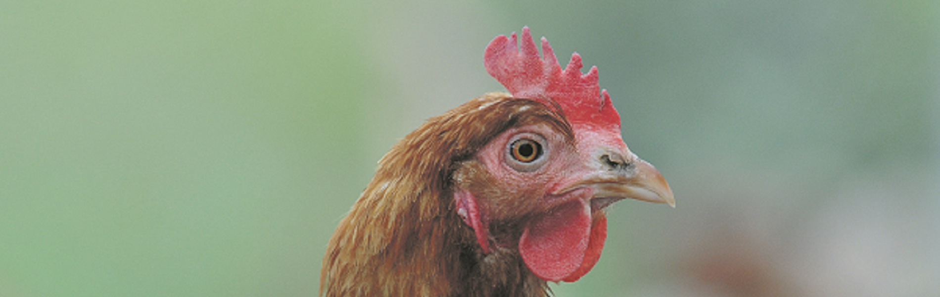 Internationale samenwerking essentieel voor pluimveesector