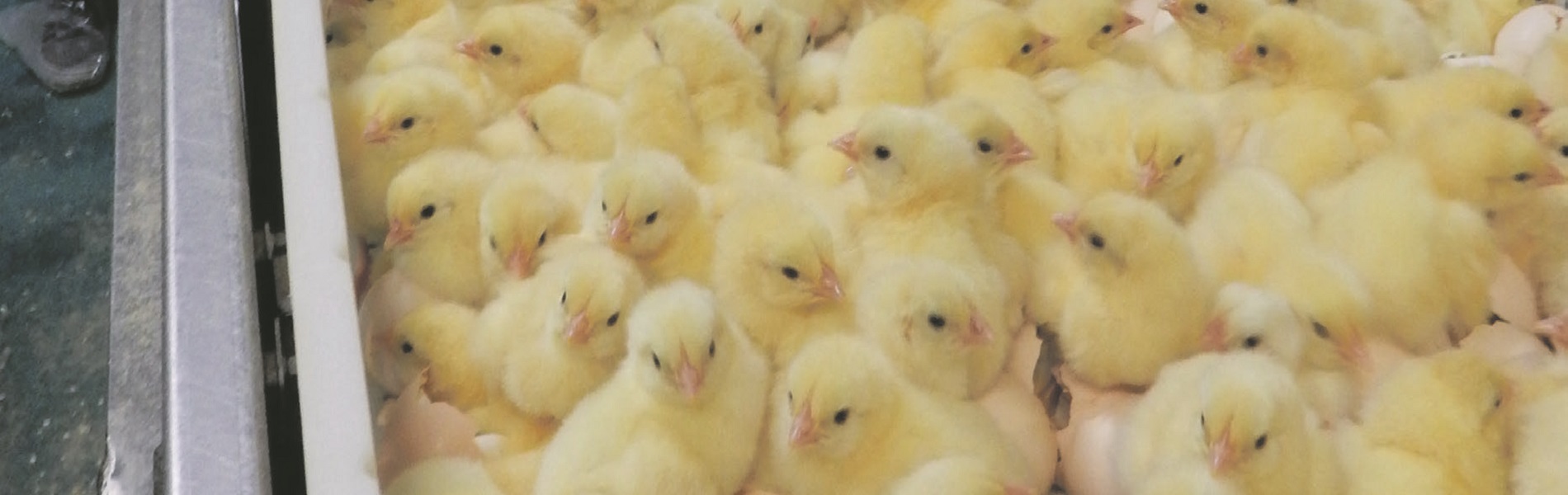 PEC jubileum in de Pluimveekrant