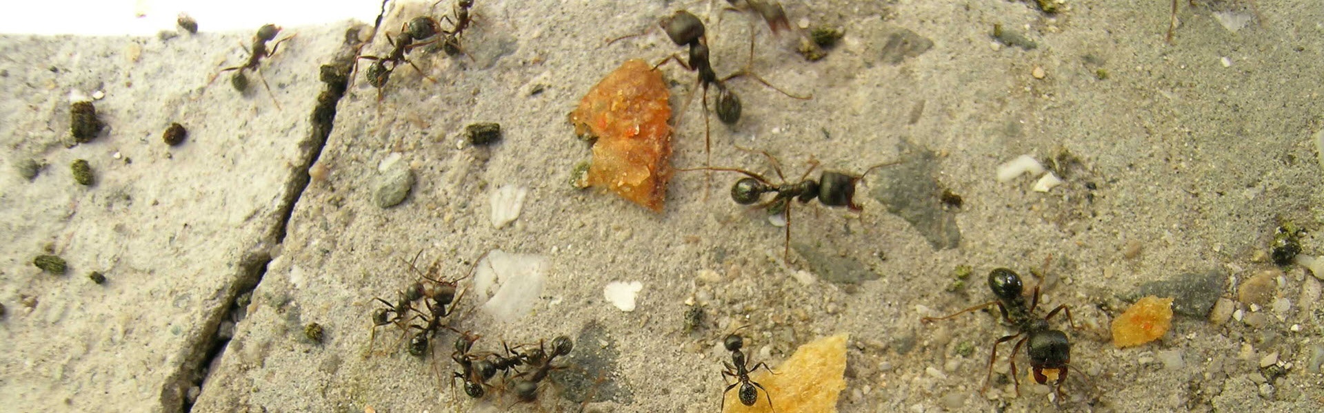 Jansen Poultry Equipment gaat insecten kweken