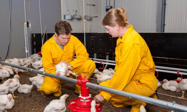 vacature pluimveeverzorger