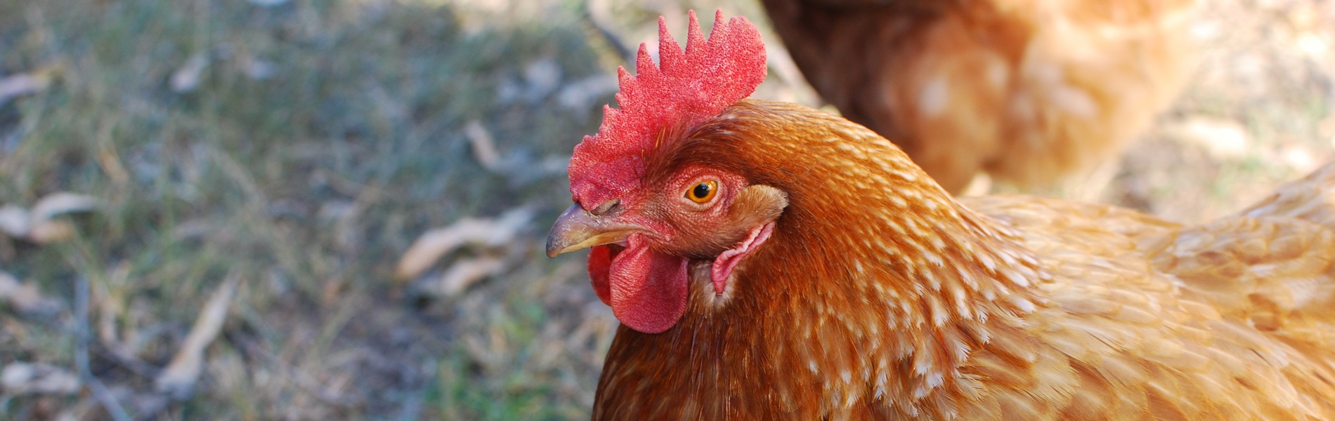 Bruine kip ingezoomd op kop