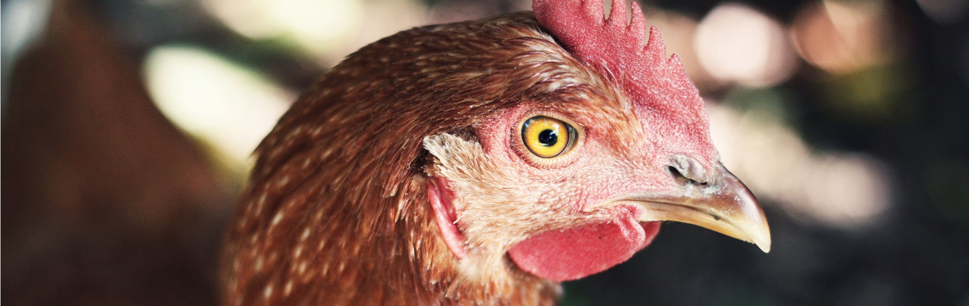 Bruine kip ingezoomd op kop