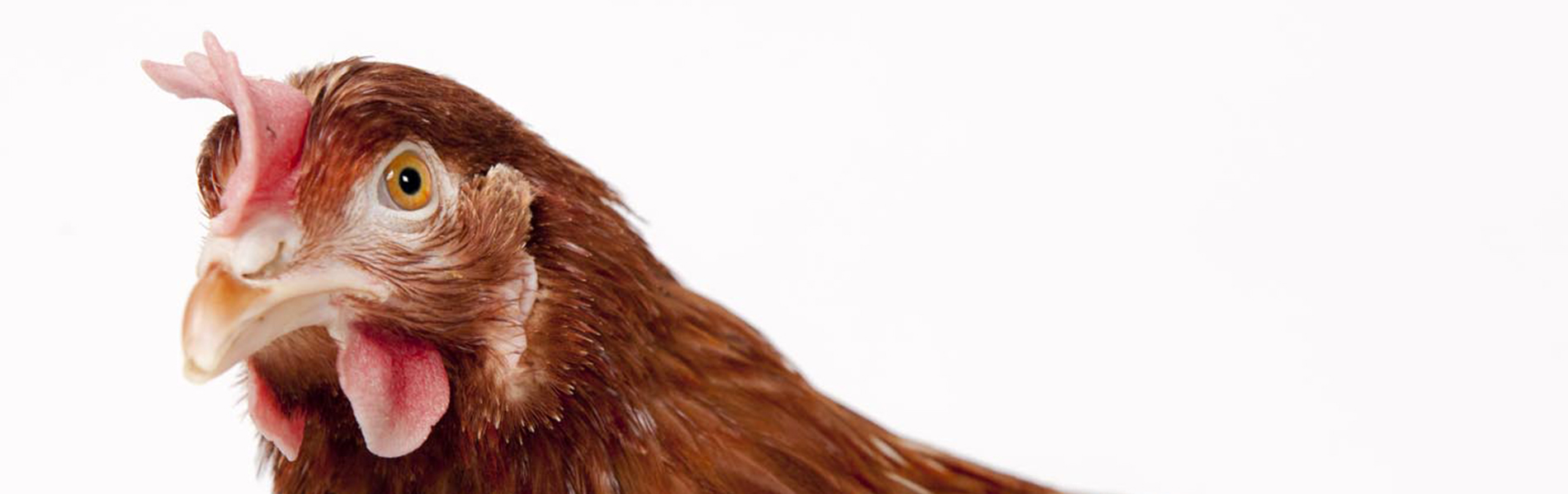 Foto van alleen één kip