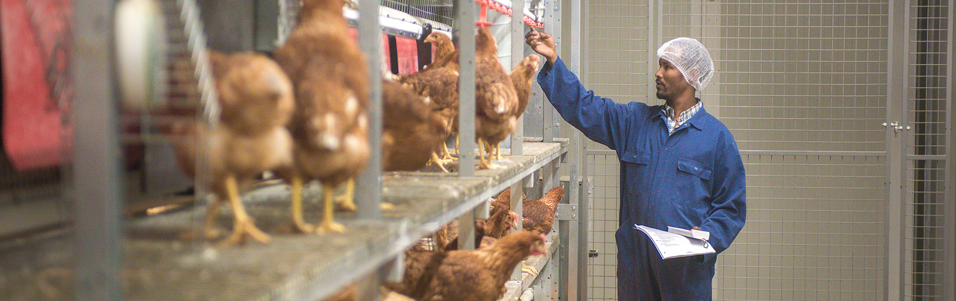 Onderzoeker in kippenstal