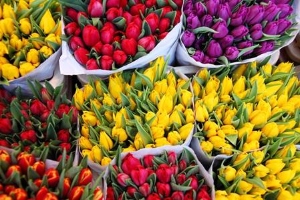 Bossen tulpen in verschillende kleuren